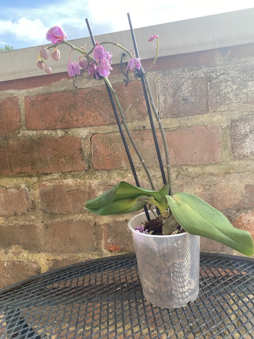 If Your Orchid Has Been Getting Too Much or Too Little Sunlight
