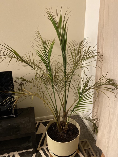 Palm Leaves Are Turning Brown Or Yellow