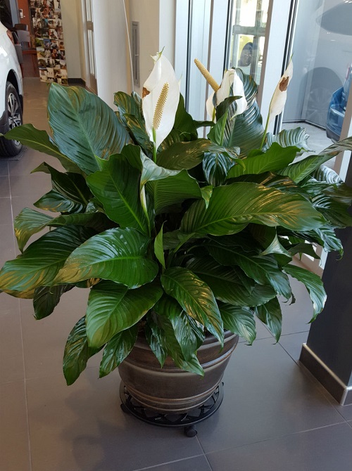 Beautiful Fast-Growing Plants 1