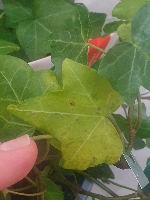 Pesky Spider Mites
