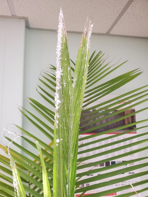 pest Palm Leaves Are Turning Brown Or Yellow