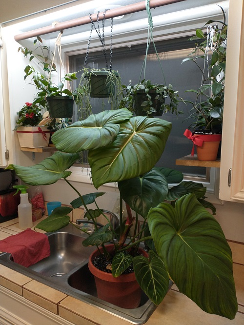 Fast-Growing Plants 3