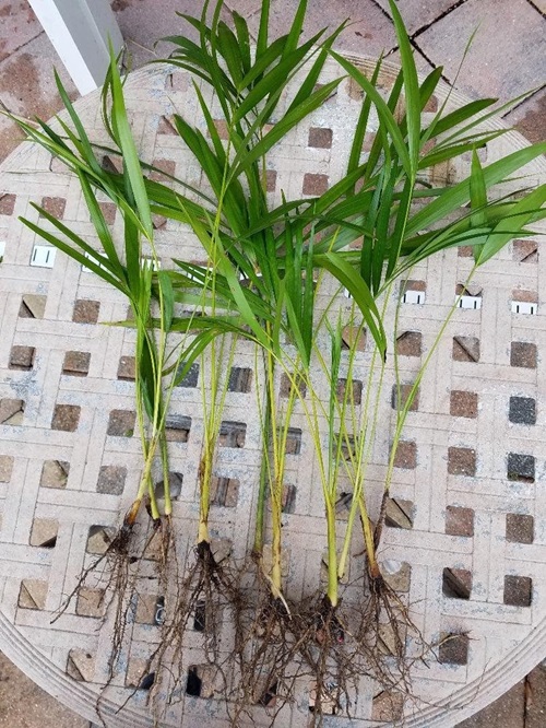 Propagation By Division