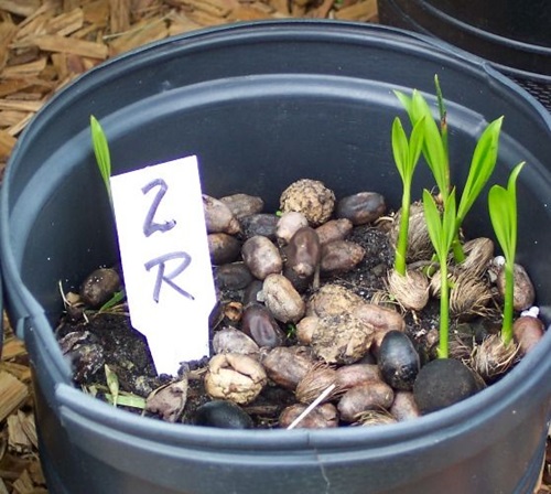 Propagation By Seed