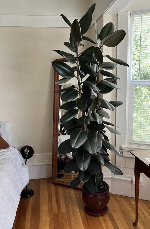 Indoor Cooling Plants For Summer