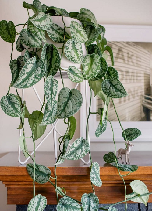 Fast-Growing Plants 1