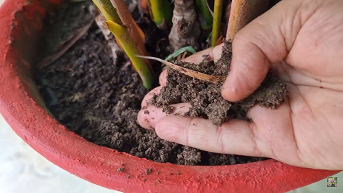 Growing Areca Palm Indoors 1
