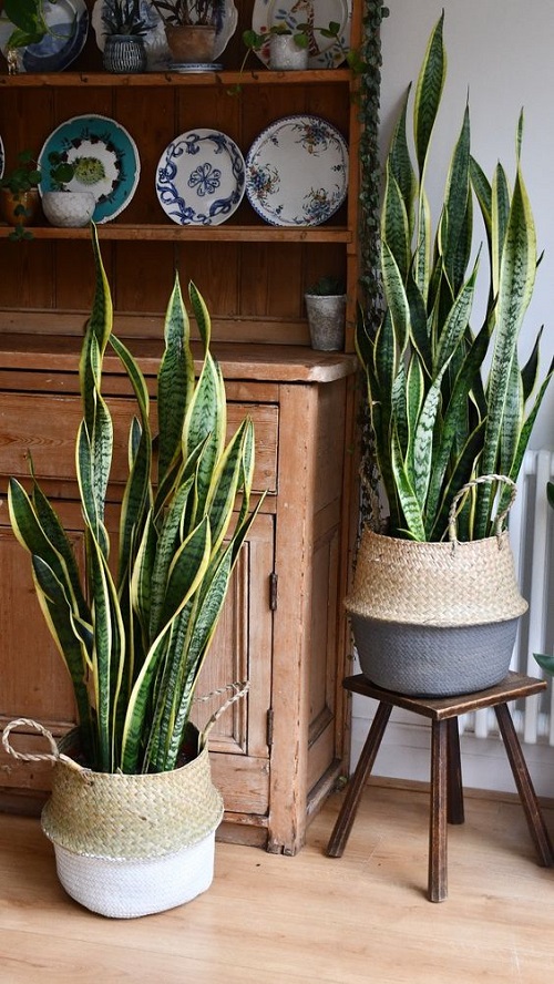 Unique Fast-Growing Plants 1