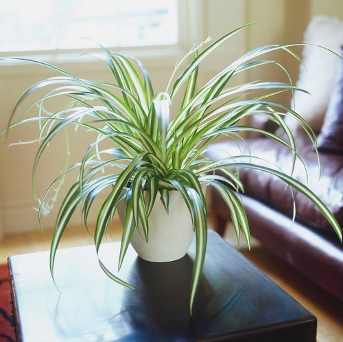 Spider Plant 1