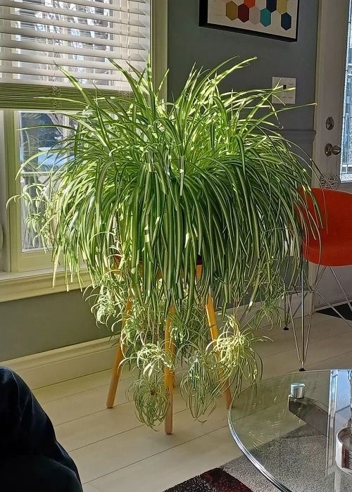 Fast-Growing Plants You Need For An Indoor Jungle 4