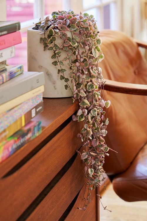 Beautiful Fast-Growing Plants 5