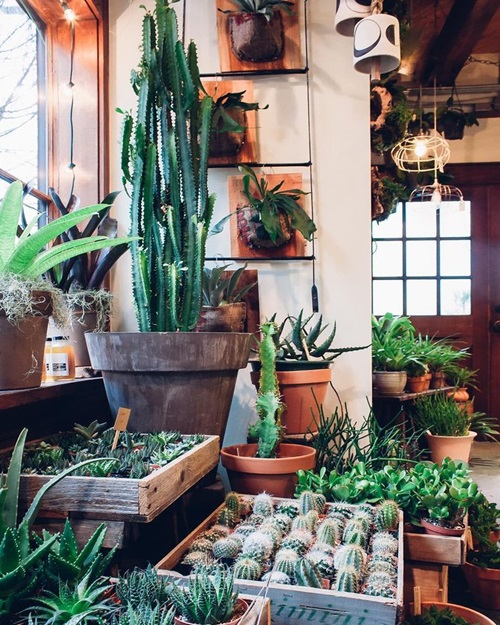 Essential Temperature Ranges for Indoor Plants Succulents and Cacti
