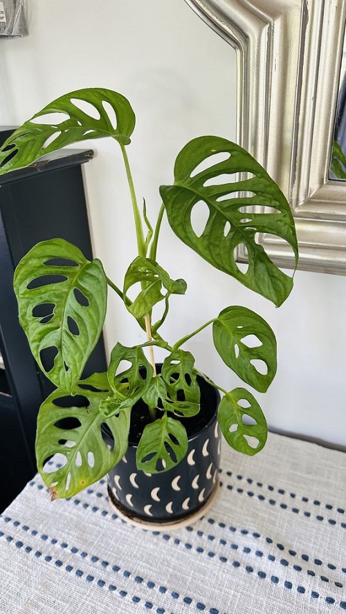 Unique Fast-Growing Plants 5