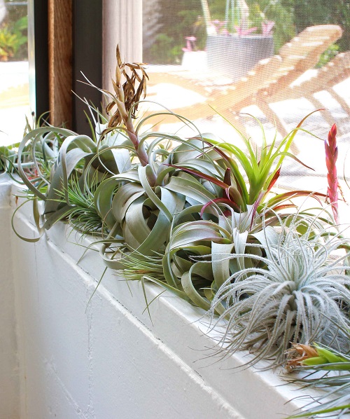Beautiful Fast-Growing Plants 3