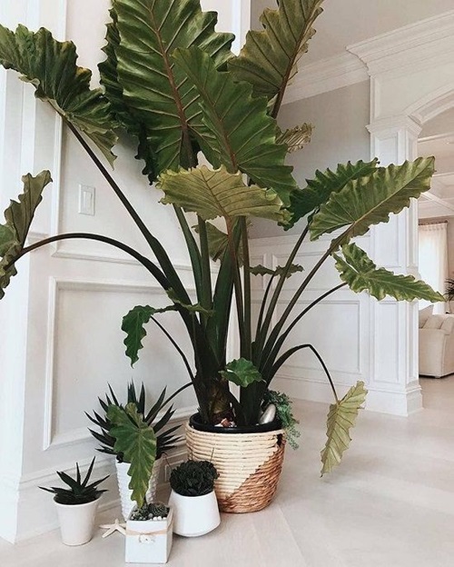 Essential Temperature Ranges for Indoor Plants