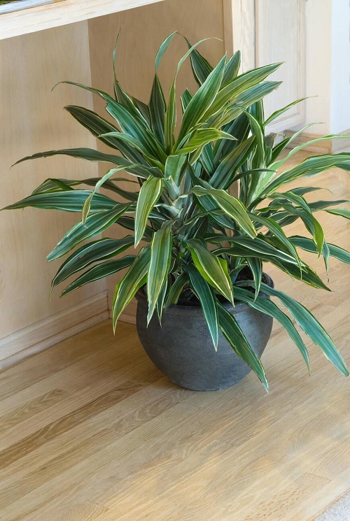Beautiful Indoor Succulent Plant 1
