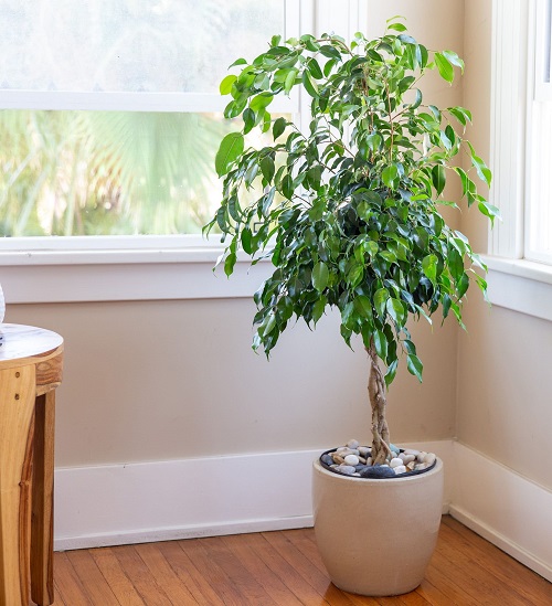 Indoor Fast-Growing Plants 2