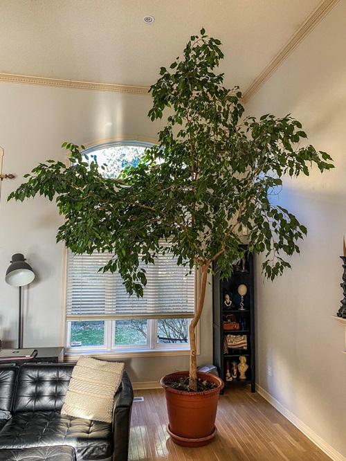 best Indoor Cooling Plants For Summer