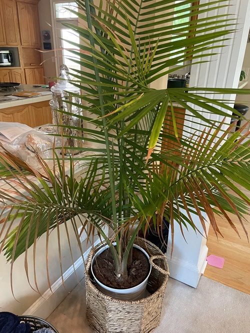 Why Palm Leaves Are Turning Brown Or Yellow