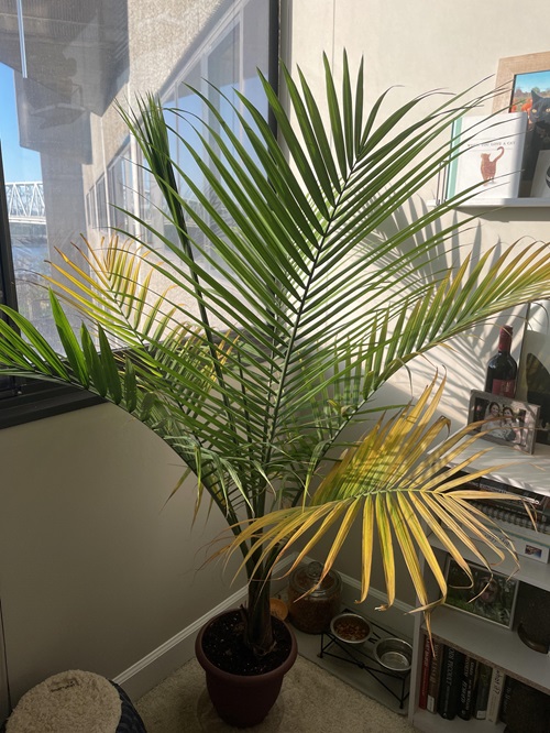 Improper Sun Exposure Palm Leaves Are Turning Brown Or Yellow