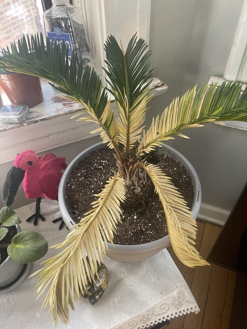 Change In Temperature Or Humidity Palm Leaves Are Turning Brown Or Yellow