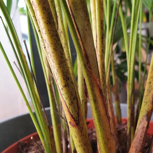 Pests and Diseases