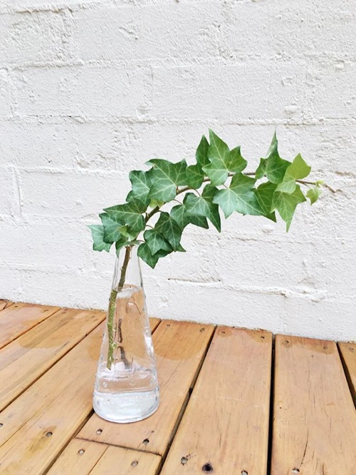 Friendly Environmental Conditions For English Ivy Growing In Water