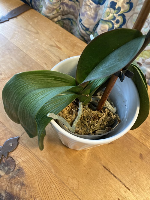 If Your Orchid Leaves Drop or Are Wrinkled