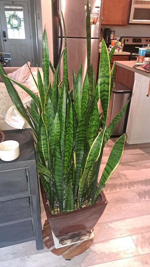 Snake Plant 1
