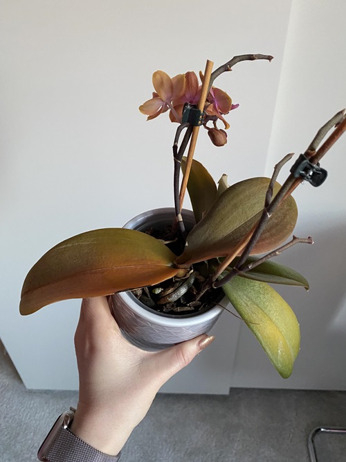 How To Save A Dying Orchid