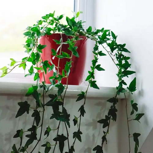 Plants to Improve Indoor Air Pollution 1