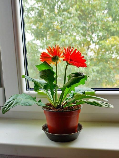 Indoor Succulent Plant 1