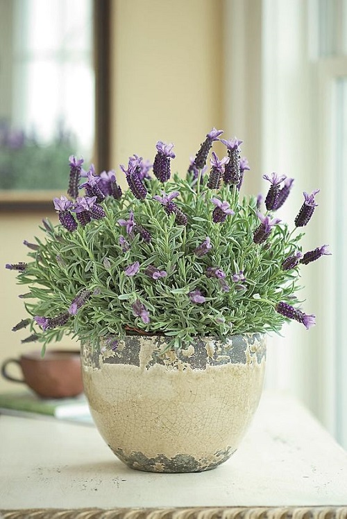 Plants to Improve Indoor Air Pollution 2