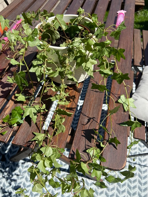 Been Overwatering Your Ivy