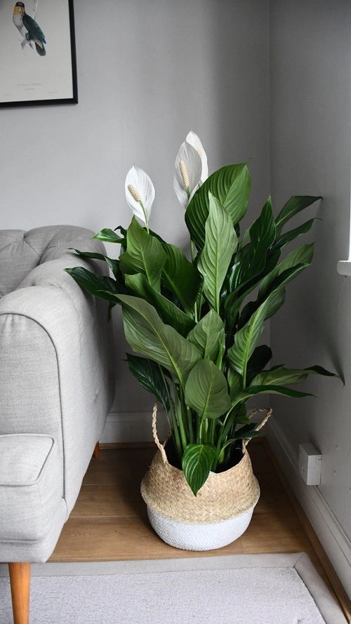 Summertime Indoor Cooling Plants