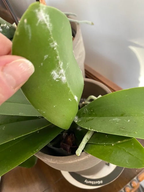 Pest Infestation