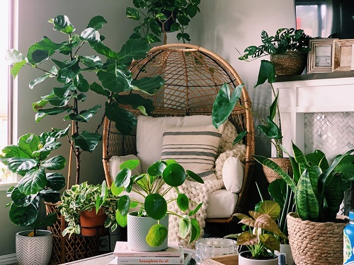 Beautiful Indoor Plants 1