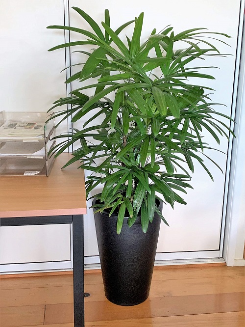 Plants to Improve Indoor Air Pollution 4