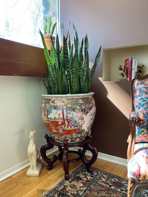 snake plant in bedroom