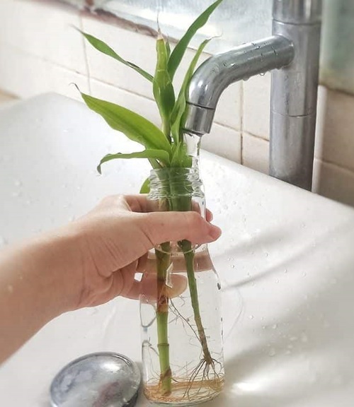 Remember to Change Water Weekly