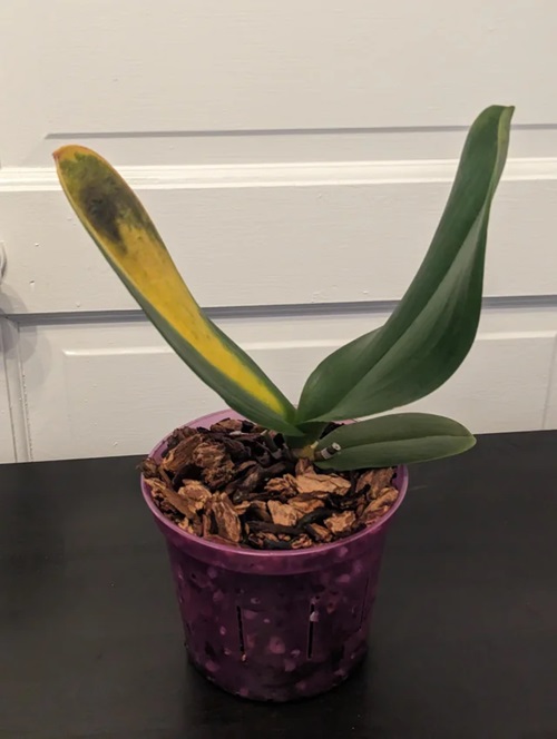 If Orchid Leaves Are Turning Yellow