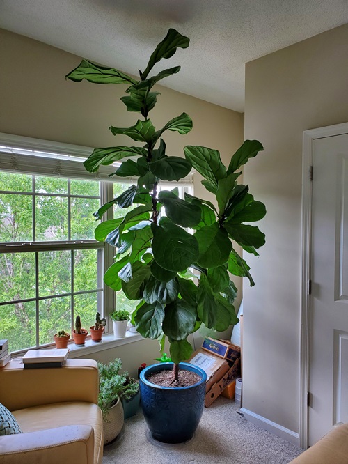 A Fiddle-Leaf Fig Is Super Finicky