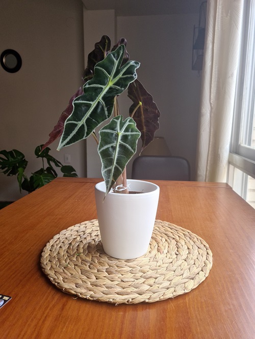 Verdant Plant with Violet Underside Leaves 