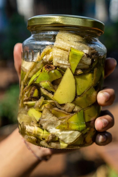 Banana Peel Fertilizer