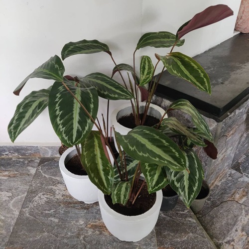 top Green Plant with Purple Under Leaves