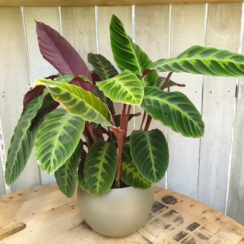 best Purple Under Leaves on a Green Plant 