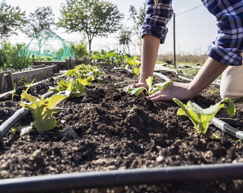 Conduct Soil Cultivation Methods