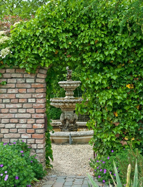 Can English Ivy Grow Outdoors