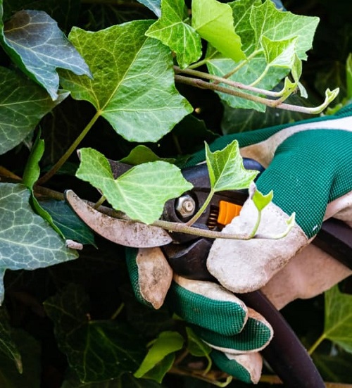 English Ivy Plant Pruning