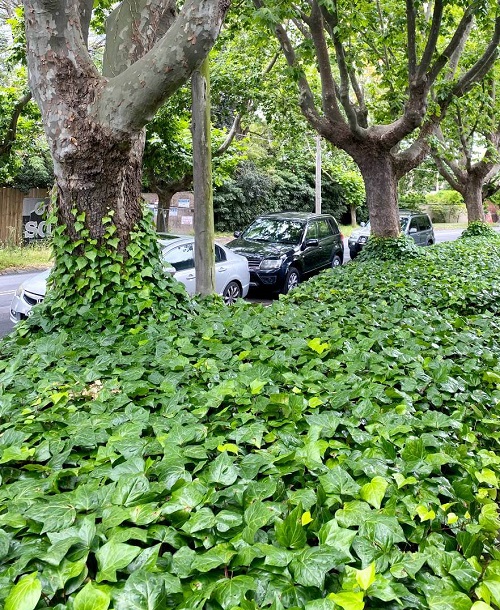 Grow English Ivy in Shade